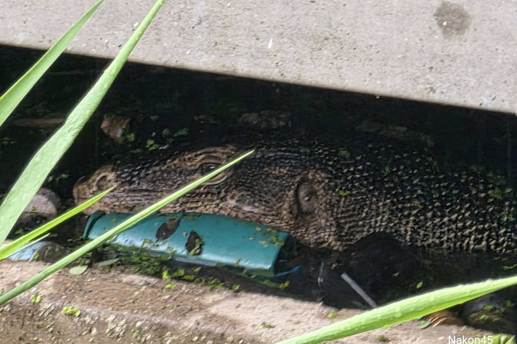 In Thailand, a monitor lizard was found with the body of a baby in its mouth. Photo: Facebook/Nakon45