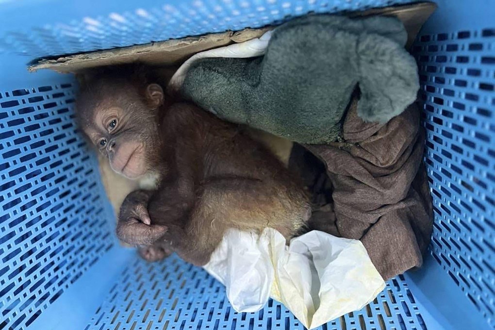 A rescued orangutan baby in a plastic basket in Bangkok. Thailand is a major transit hub for wildlife smugglers, who often sell highly prized endangered creatures on the lucrative black market in China, Vietnam and Taiwan. Photo: AFP/Central Investigation Bureau of the Royal Thai police