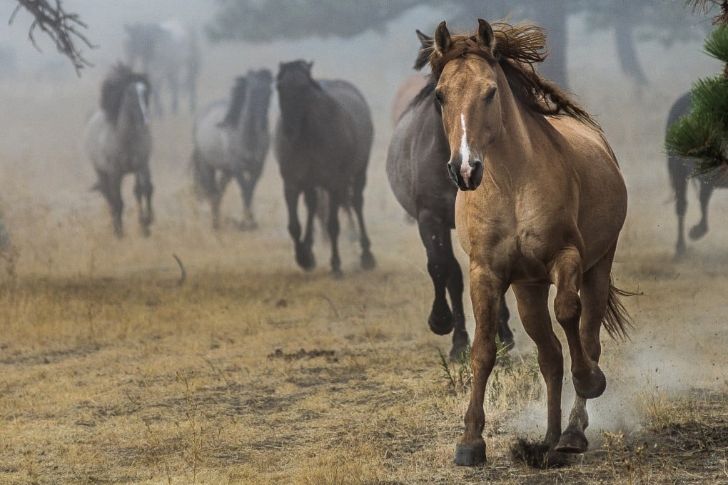 A study has shown that wild horses ran between Asia and North America 20,000 years ago. Credit: Black Hills Wild Horse Sanctuary