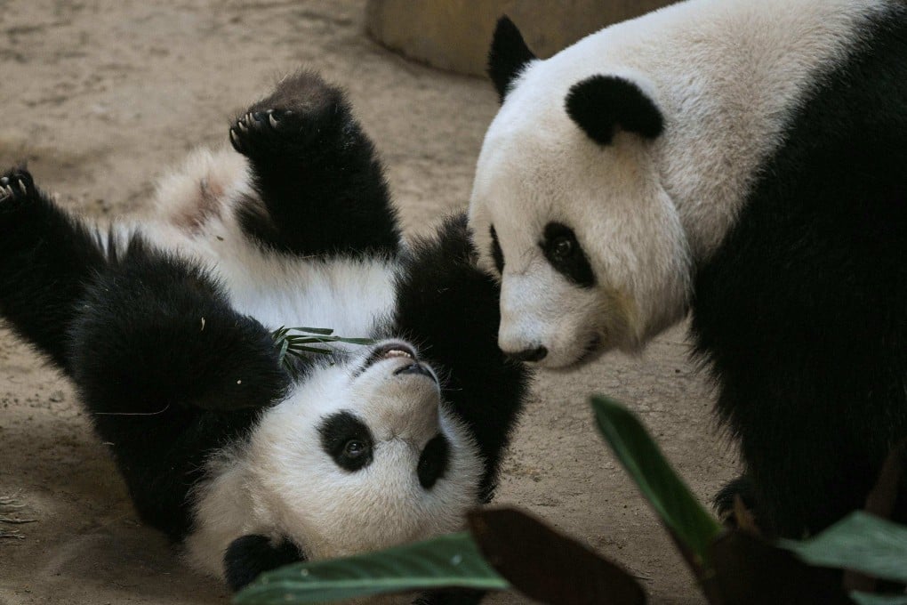 Feng Yi plays with her offspring, Yiyi, at Malaysia’s national zoo in Kuala Lumpur. Photo: AFP