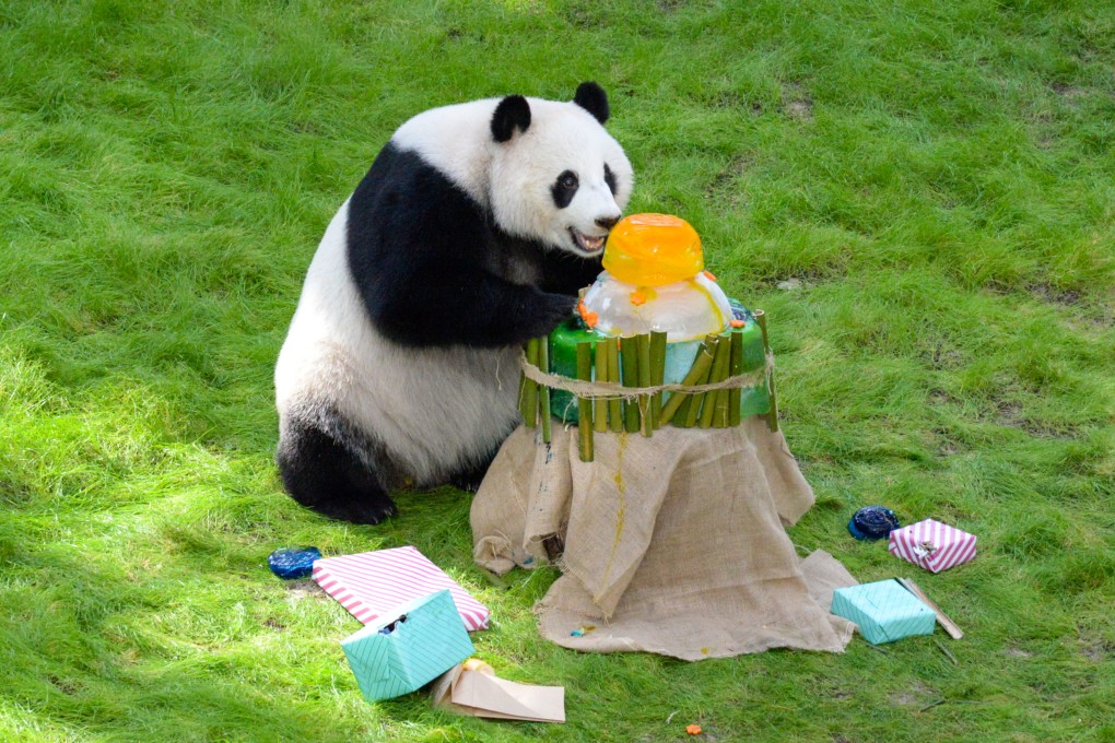 Si Hai (pictured), also known as Thuraya, is a descendant of Ocean Park’s late panda Jia Jia. Photo: Xinhua