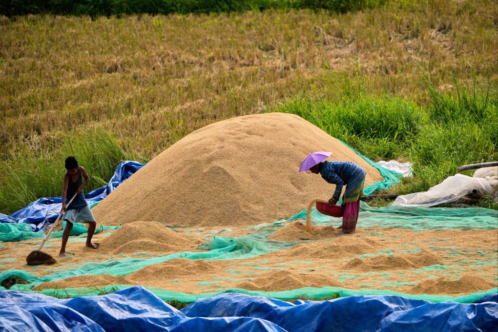 A paddy field on the outskirts of Guwahati, India. Rice traders in India are expecting an increase in exports due to lower tensions on the subcontinent and the early start of the monsoon season. Photo: AP