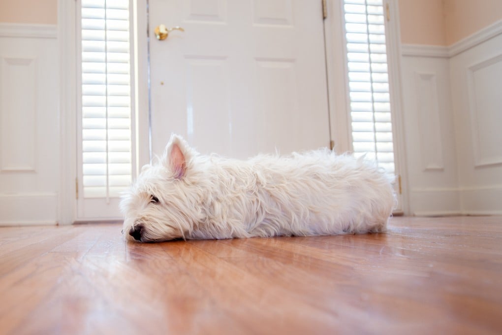 Learn how to safely leave your dog at home for short periods. Photo: Shutterstock