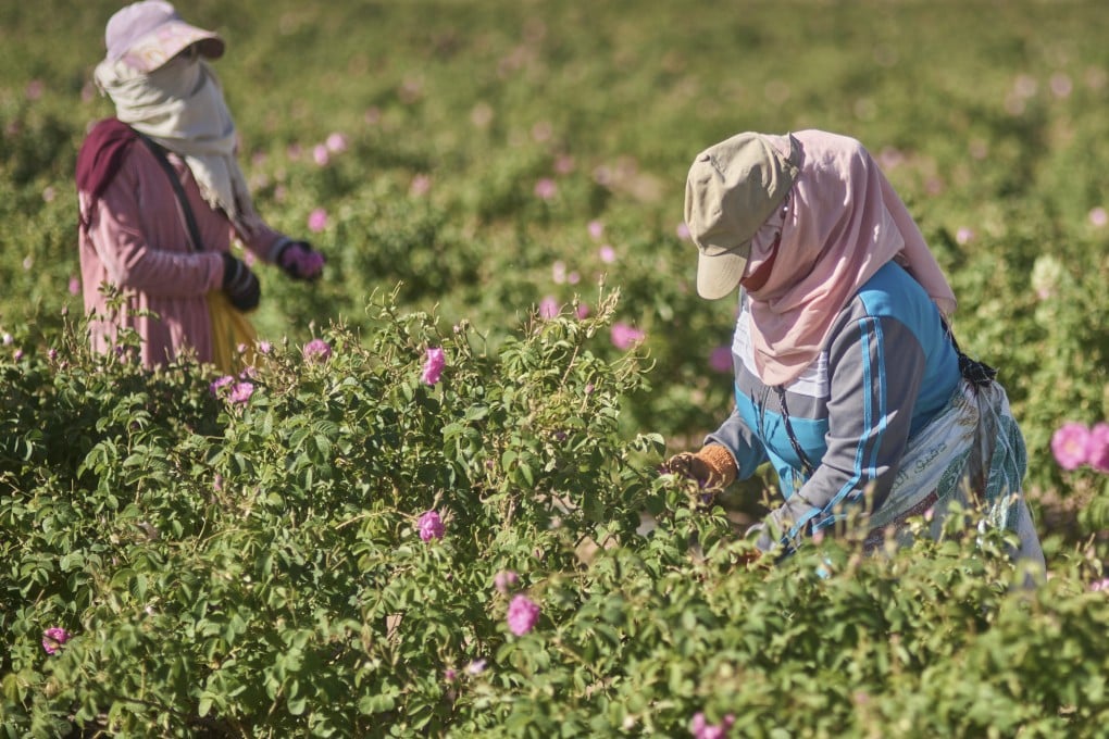 Workers harvest roses on a farm in Kalaat M’Gouna, Morocco. The town comes to life each May during the International Rose Festival. Photo: AP