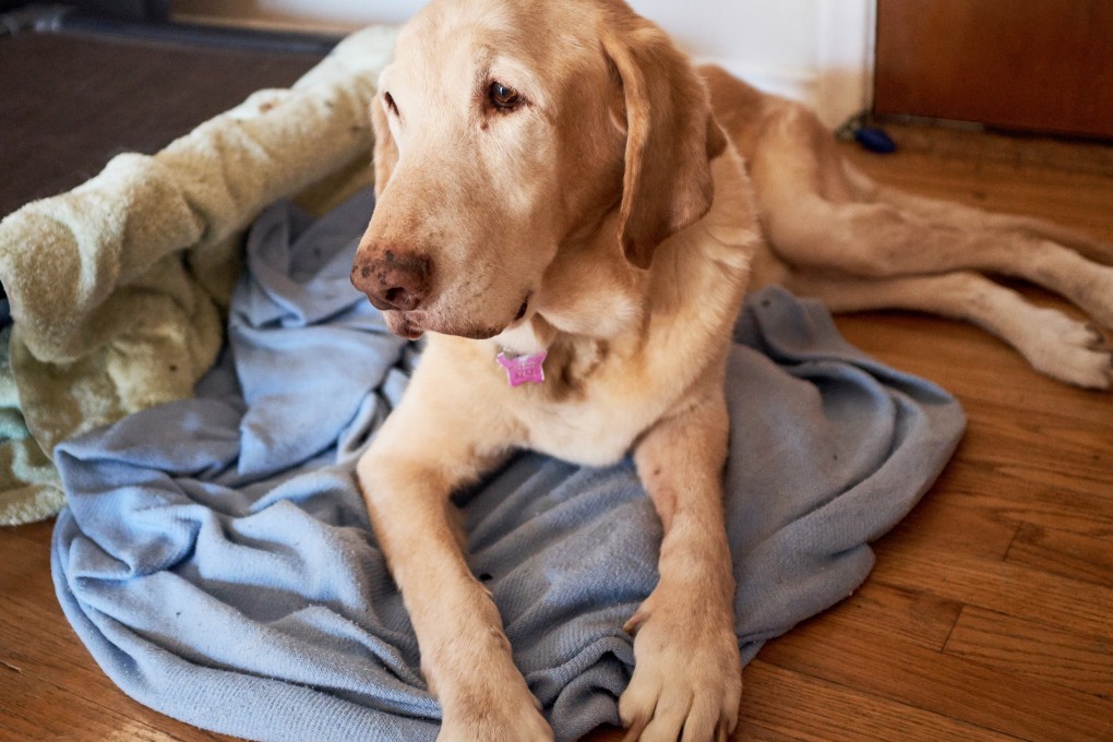 With pet cats and dogs often living to an advanced age, dementia has become more common in pets but can be hard for owners to detect. Photo: Shutterstock