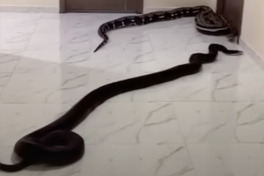 A resident in a condominium in Thailand, annoyed by the incessant barking of his neighbour’s dog, has released two snakes in protest. Photo: เจ๊ม้อย v+/Youtube