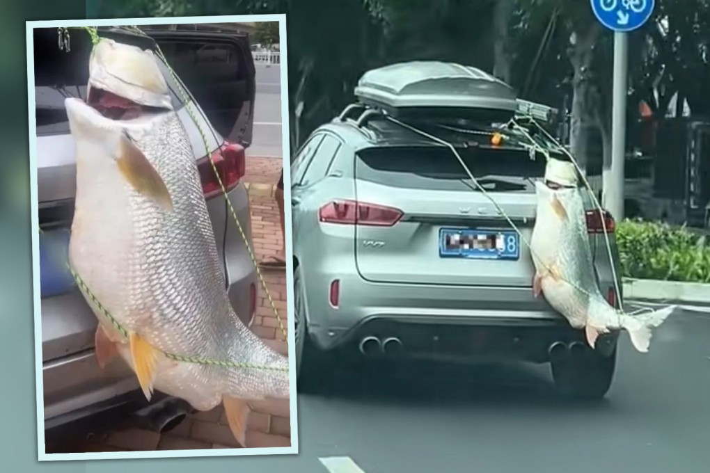 A Chinese fishing enthusiast has been slapped with a fine after he attached a huge fish he had caught from the back of his car as a trophy. Photo: SCMP composite/Douyin