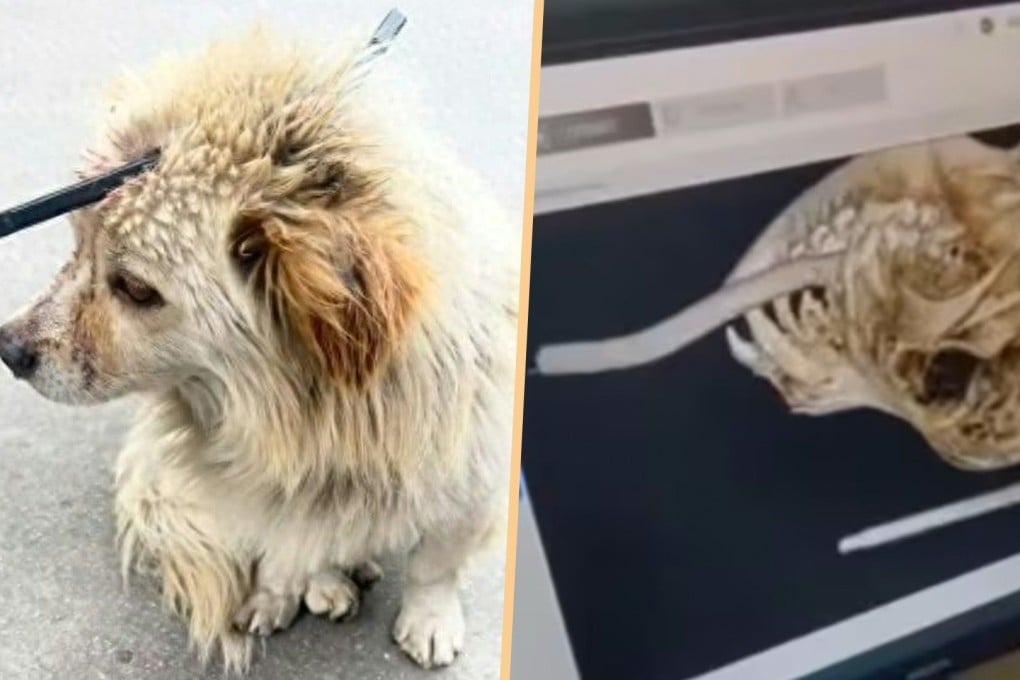 A stray dog in China which was found with two arrows in its head sparked a crowdfunding campaign to pay for life-saving surgery and a police investigation.
Photo: SCMP composite/Jimu