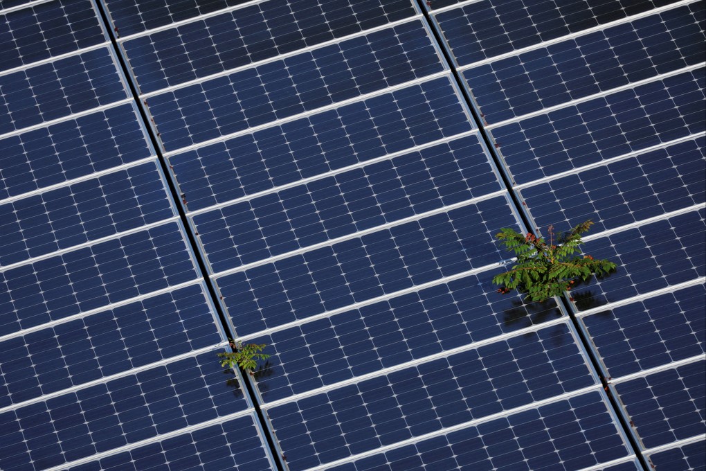 Plants grow through an array of solar panels in Fort Lauderdale, Florida, on May 6. Photo: Reuters