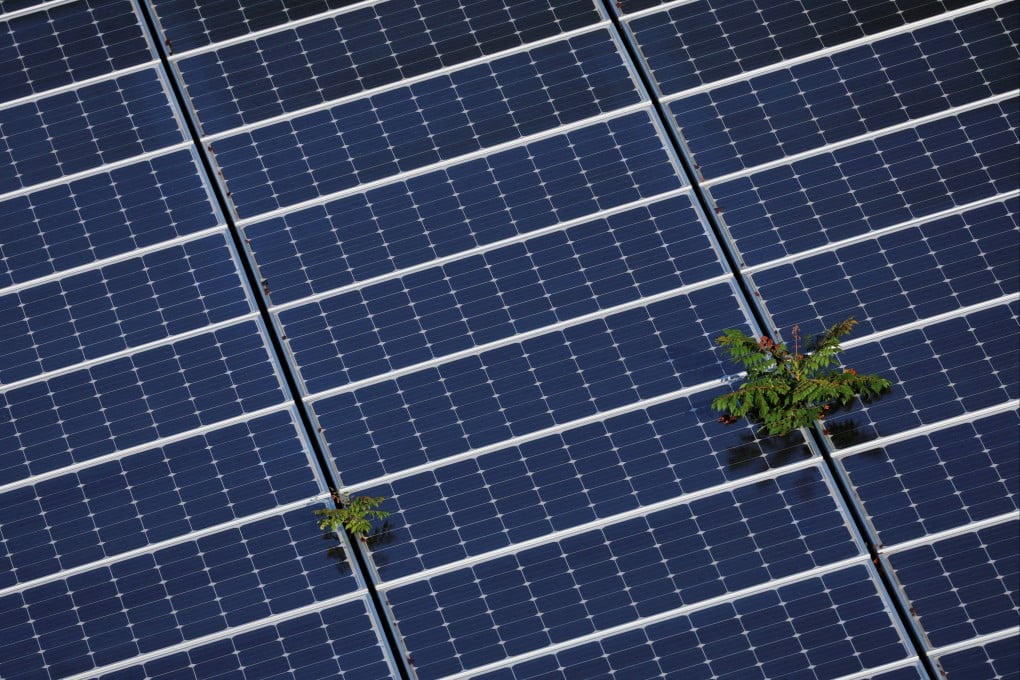 Plants grow through an array of solar panels in Fort Lauderdale, Florida, on May 6. Photo: Reuters
