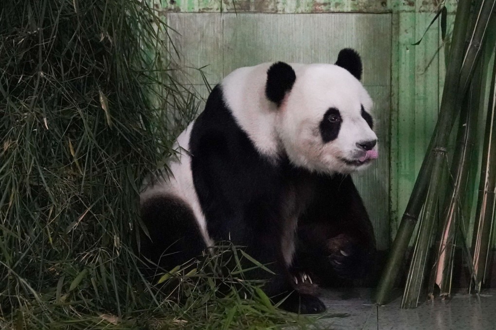 Giant panda Fu Wa feeds on bamboo at the China Conservation and Research Centre for the Giant Panda on Sunday. Photo: Xinhua