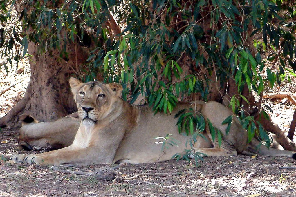 An Asiatic Lionesses sit under the shade of a tree at the Gir National Park, in the state of Gujarat, India. Photo: AP