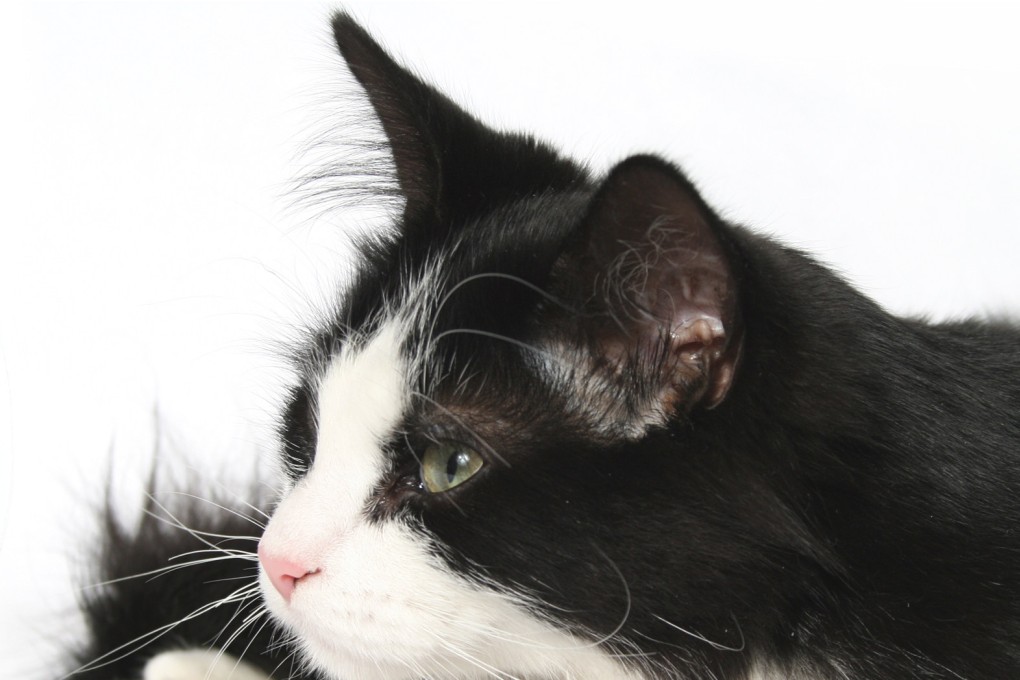 The cat’s owner discovered the sex acts when his neighbour showed him the CCTV footage. Photo: Shutterstock