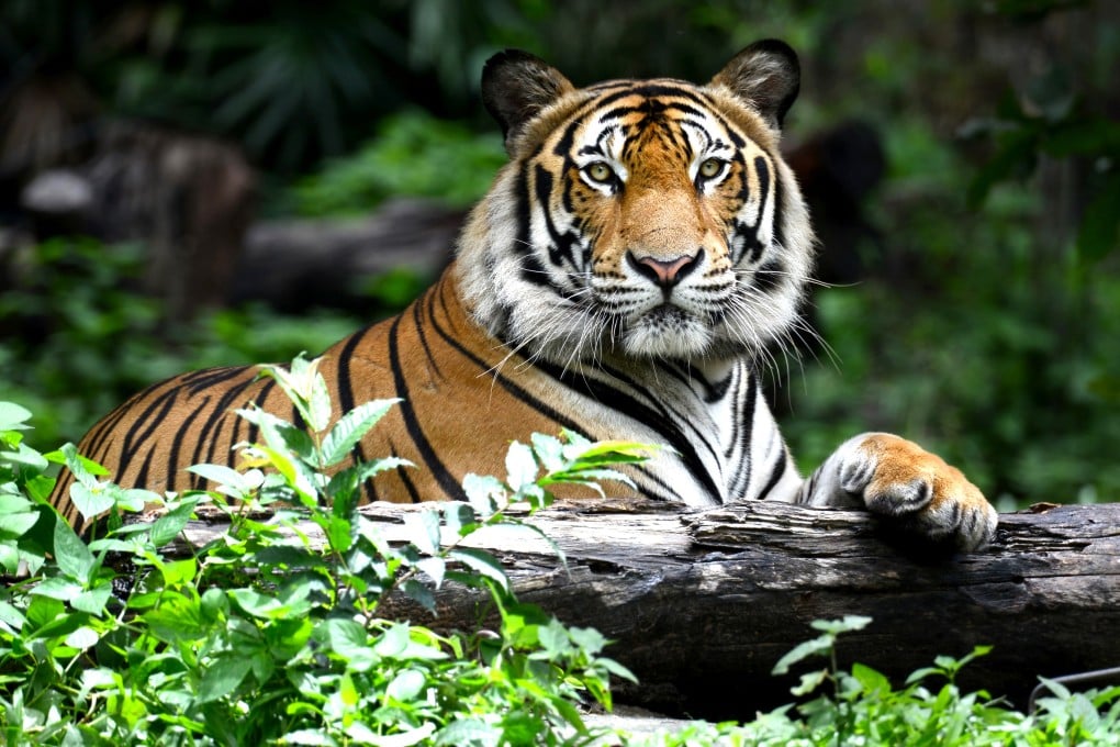 There are estimated to be fewer than 2,500 Royal Bengal tigers left in the world. Photo: Shutterstock