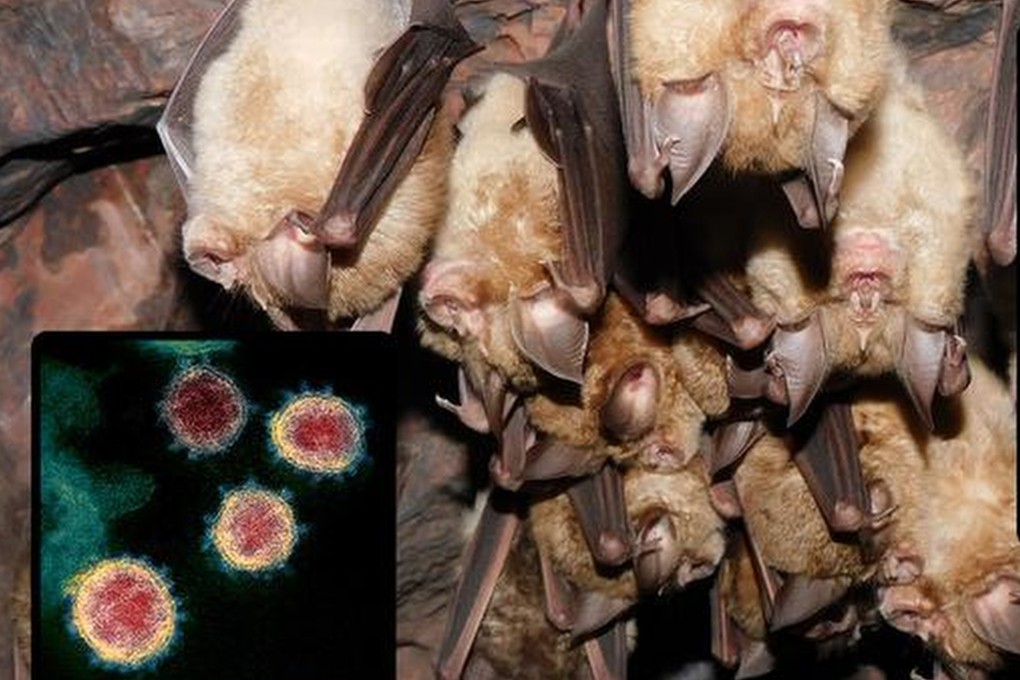 Horseshoe bats are the primary host for the ancestor of the viruses behind Covid-19 and the Sars outbreak of 2002-2004. Photo: Handout