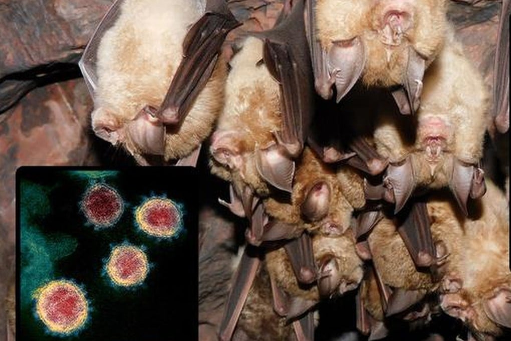Horseshoe bats are the primary host for the ancestor of the viruses behind Covid-19 and the Sars outbreak of 2002-2004. Photo: Handout