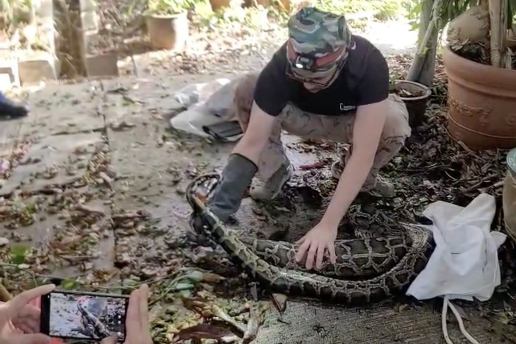 A Hong Kong snake handler captures a python that earlier swallowed a stray cat in Ma On Shan on Saturday morning. Photo: Ivan Li Yat-long