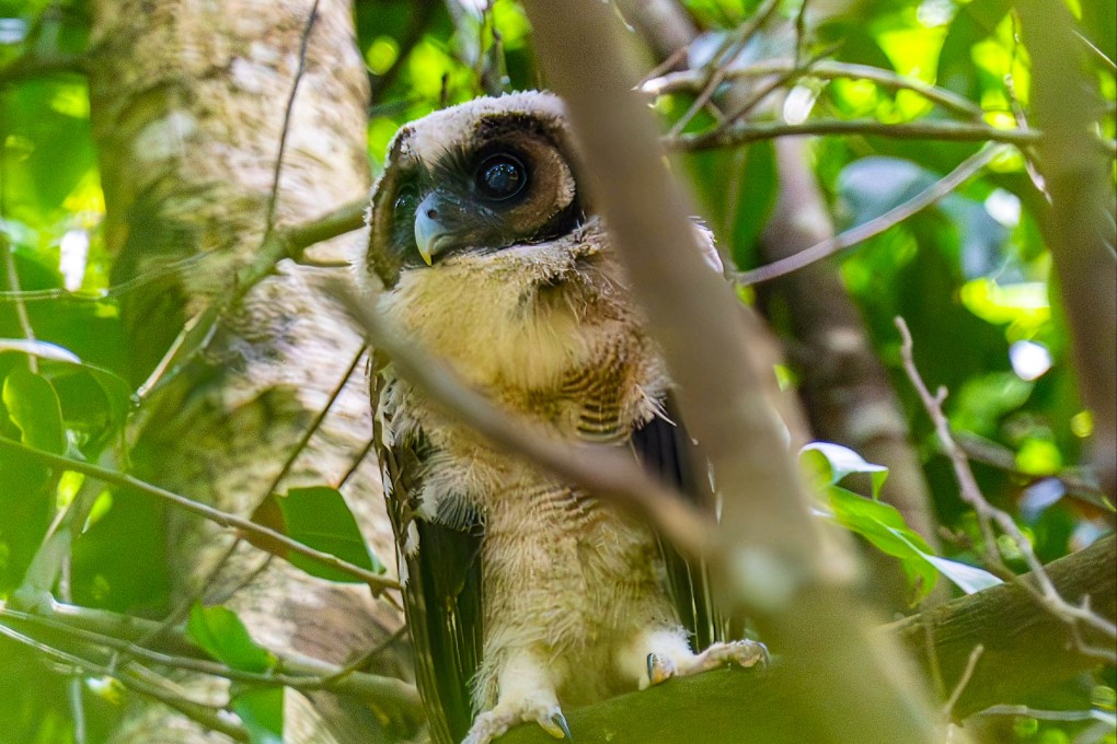 With distinctively deep and dark brown eyes, the brown wood owl is native to Hong Kong, according to the Kadoorie Farm and Botanic Garden website.  Photo: Handout