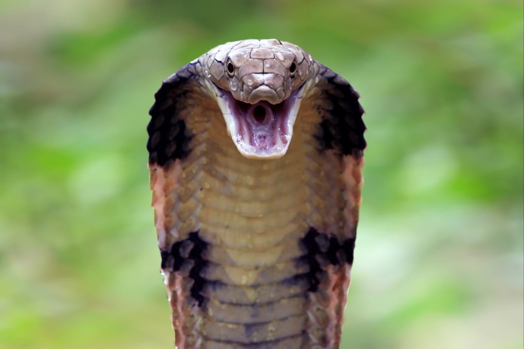The snakes can release a huge dose of neurotoxin through a single bite, which can be fatal. Photo: Shutterstock