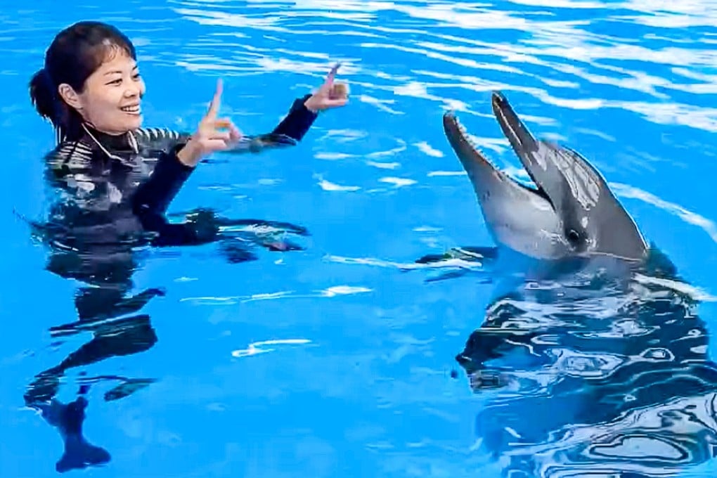 Rita the Indo-Pacific bottlenose dolphin has died at 24. Photo: Ocean Park