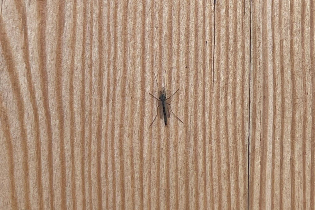 A close-up of one of the insects swarming the Osaka World Expo. Photo: X/@TomoPlanz