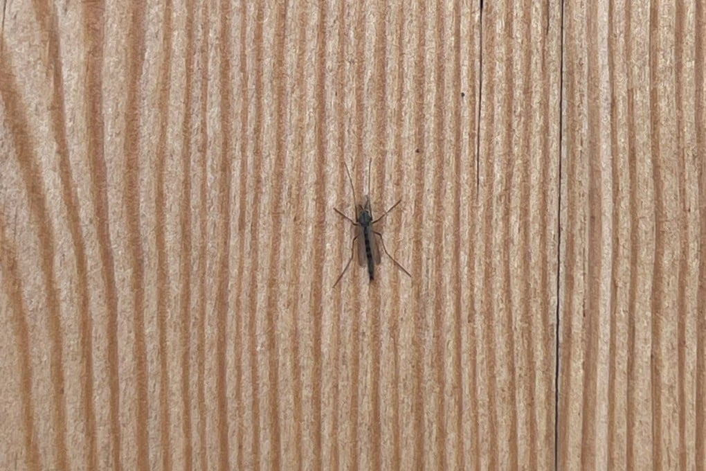 A close-up of one of the insects swarming the Osaka World Expo. Photo: X/@TomoPlanz