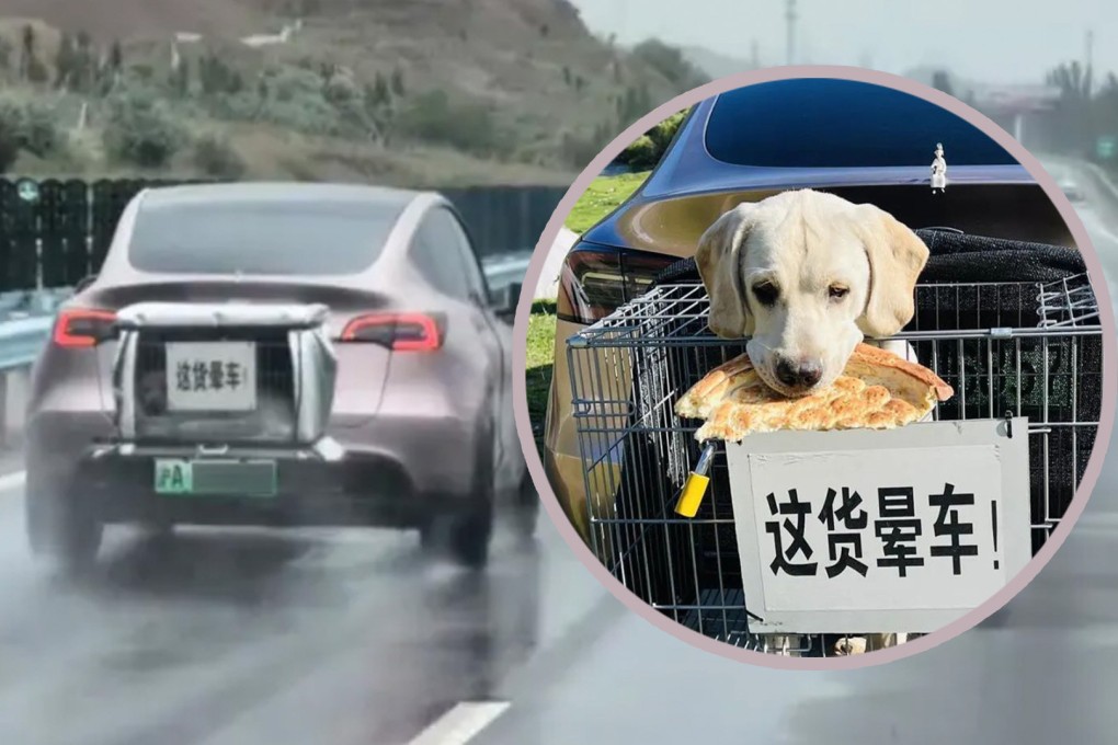 A dog owner in China has gone viral for taking his carsick-prone pet dog on a road trip, securing the canine in a cage attached to the back of the car with a funny sign. Photo: SCMP composite/Baidu/QQ.com