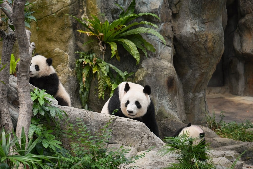 Panda mum Ying Ying and her twin cubs, Jia Jia (left) and De De, at Ocean Park’s Giant Panda Adventure on Tuesday. Photo: Eugene Lee
