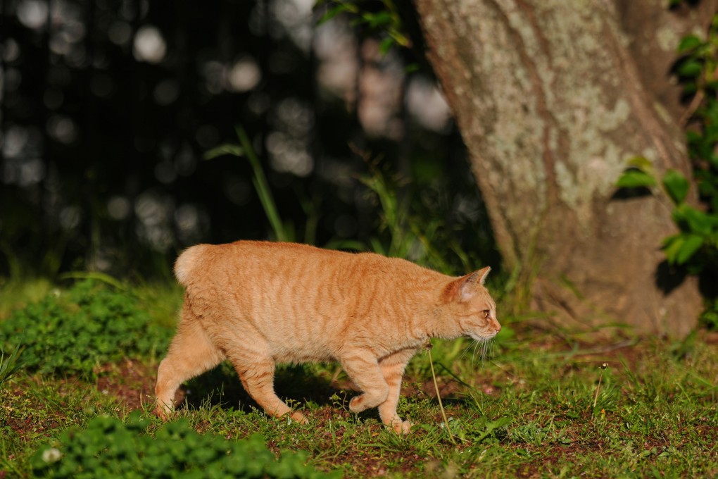A stray bobtail cat at a park in Nagasaki. Photo: AP