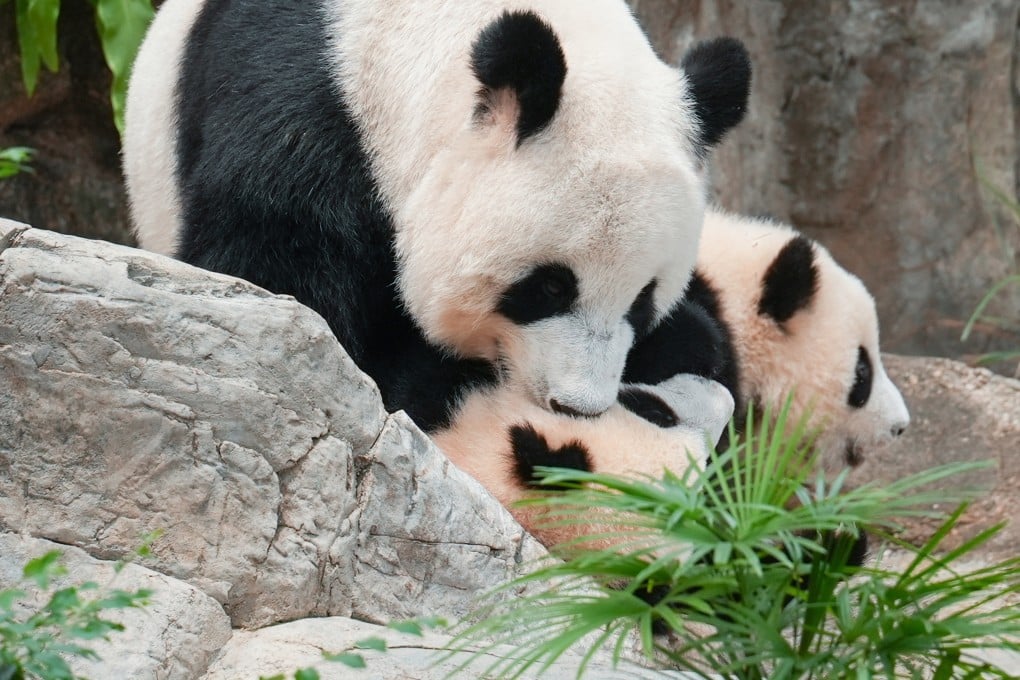 Giant panda Ying Ying and her twin cubs Jia Jia and De De at Hong Kong‘s Ocean Park. Photo: Eugene Lee