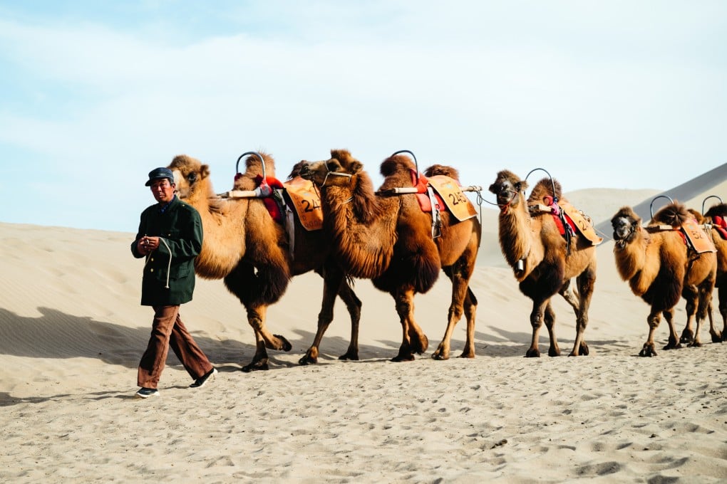 During the days of the ancient Silk Road, caravans of Bactrian camels would have travelled through the Gobi Desert carrying goods intended for sale in distant markets to the west. Today, they carry tourists on desert tours. Photo: Christopher Wilton-Steer