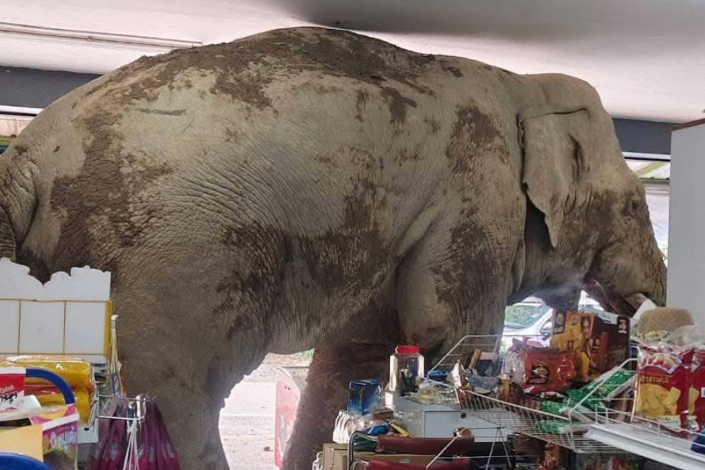 Plai Biang Lek, a male elephant, has gone viral after wandering into a local convenience store and grabbing some snacks without paying.  Photo: Facebook / ที่นี่เขาใหญ่