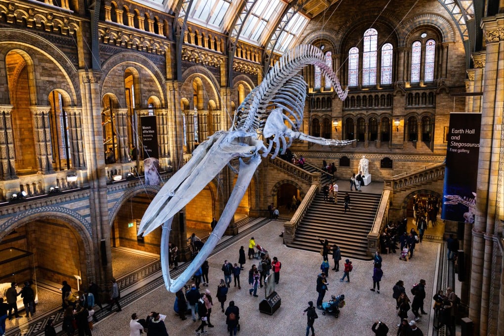 A blue whale skeleton on display at the Natural History Museum, London. Photo: Shutterstock
