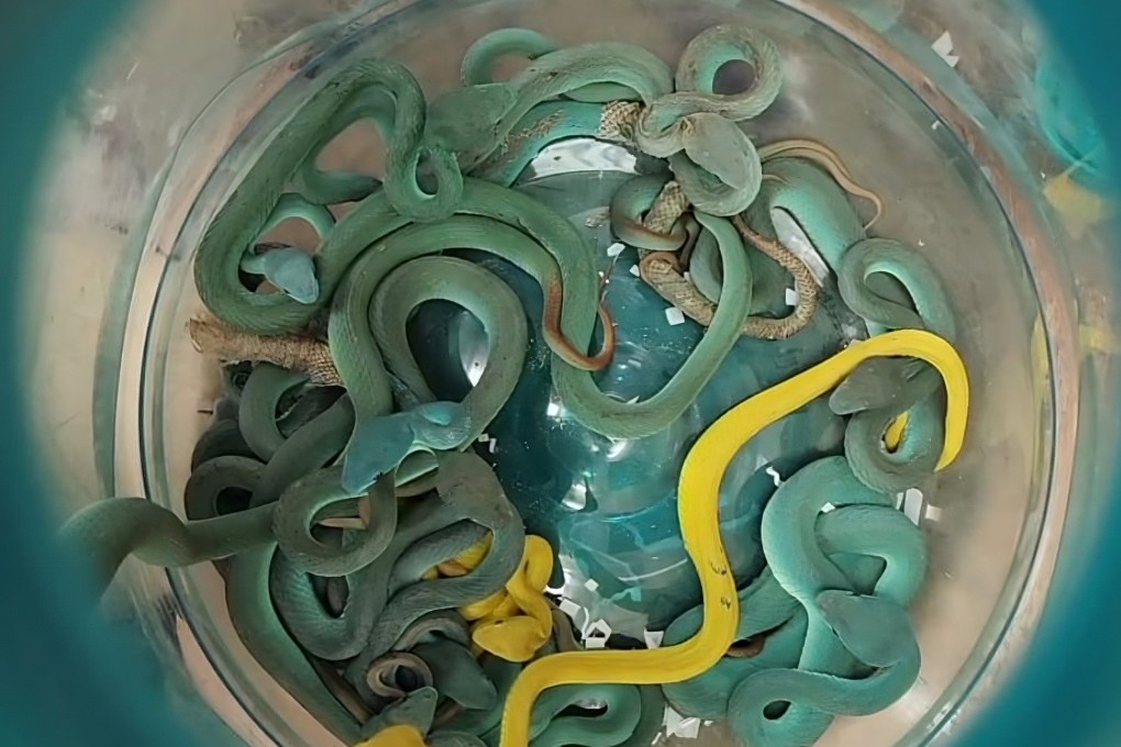 A bucket full of snakes that were seized from an Indian national’s luggage upon his arrival in Mumbai from Thailand on Sunday. Photo: X/MumbaiCus3