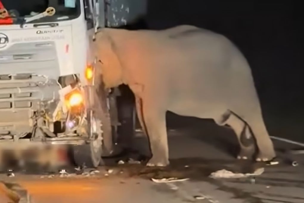 A still from a video circulated on social media shows the mother elephant trying to free her calf after it was hit by a lorry on Malaysia’s East-West Highway on May 12. Photo: Facebook