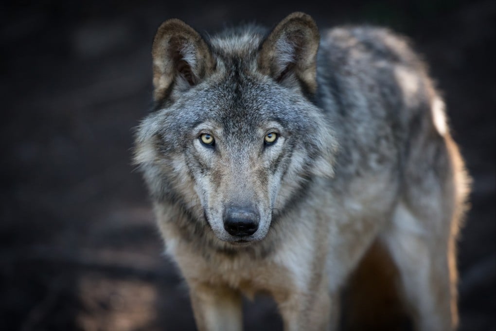 The Japan Wolf Association argues that returning wolves to the wild could restore natural order in the countryside. Photo: Shutterstock