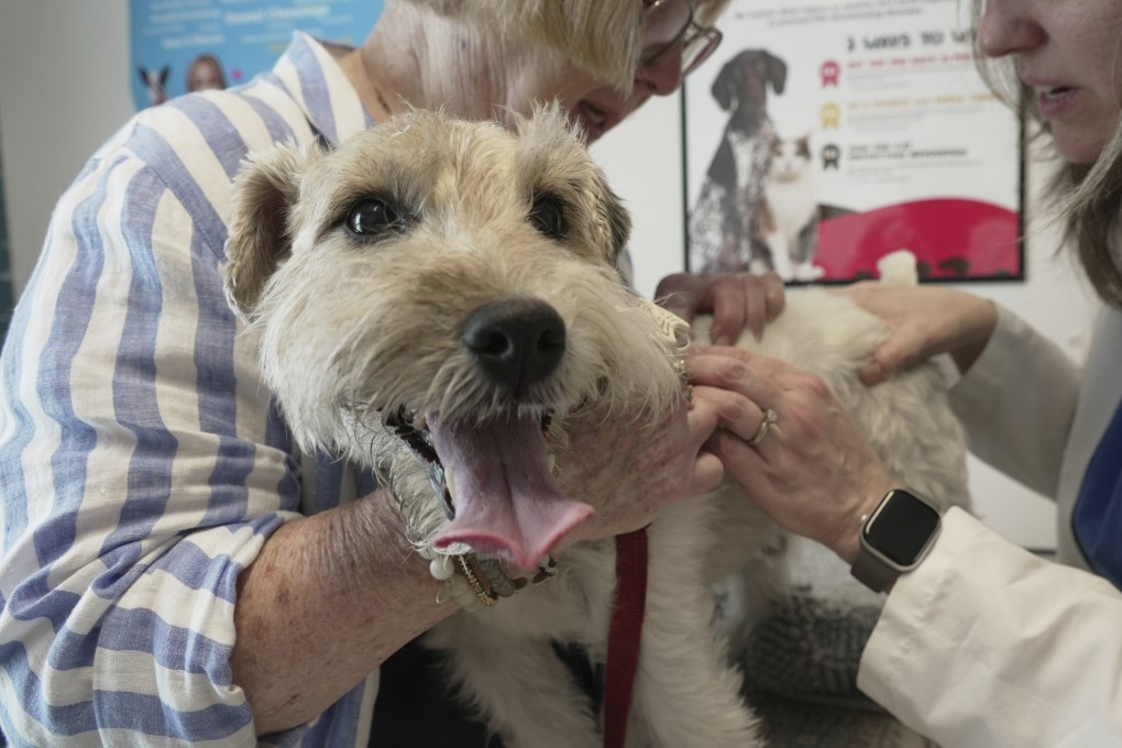 Dr. Karen Woodard (right), medical director at Thrive Pet Healthcare - Elmhurst, in the US state of Illinois, checks for fleas and ticks on Mr Friedman, an allergy-prone dog owned by Gail Friedman (left), on May 13, 2025. Photo: AP