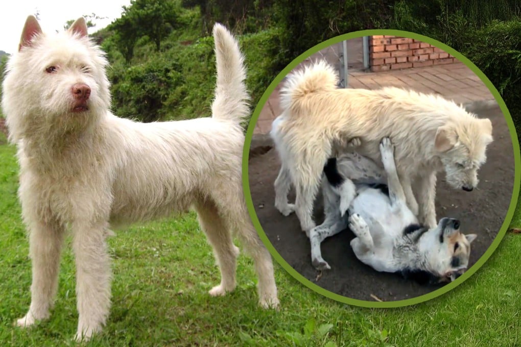 Dubbed “King Charles”, a China shelter dog has gone viral with 300 million views online due to its calm, alpha demeanour and instinctual behaviour as a leader. Photo: SCMP composite/Wikipedia/Douyin