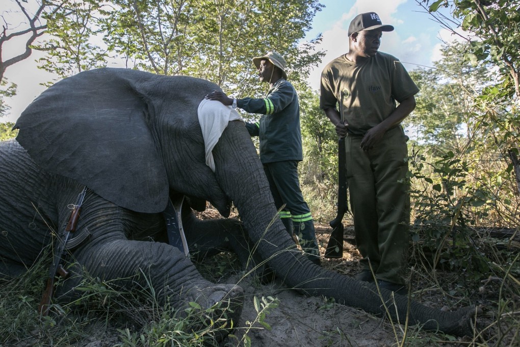 Zimbabwe Parks and Wildlife Management Authority and the International Fund for Animal Welfare officers stand around a collared elephant in Hwange National Park, Zimbabwe, in April. Photo: AP