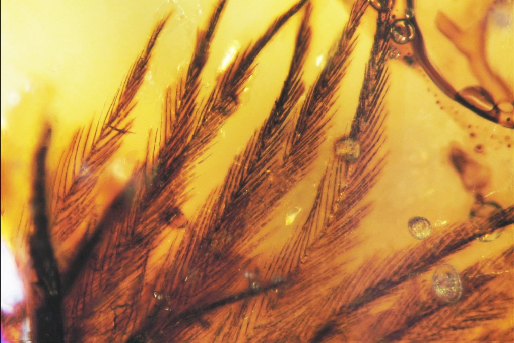 Penemuan Bulu Dinosaurus dalam Ambar Ungkap Evolusi Bulu Terbang Burung