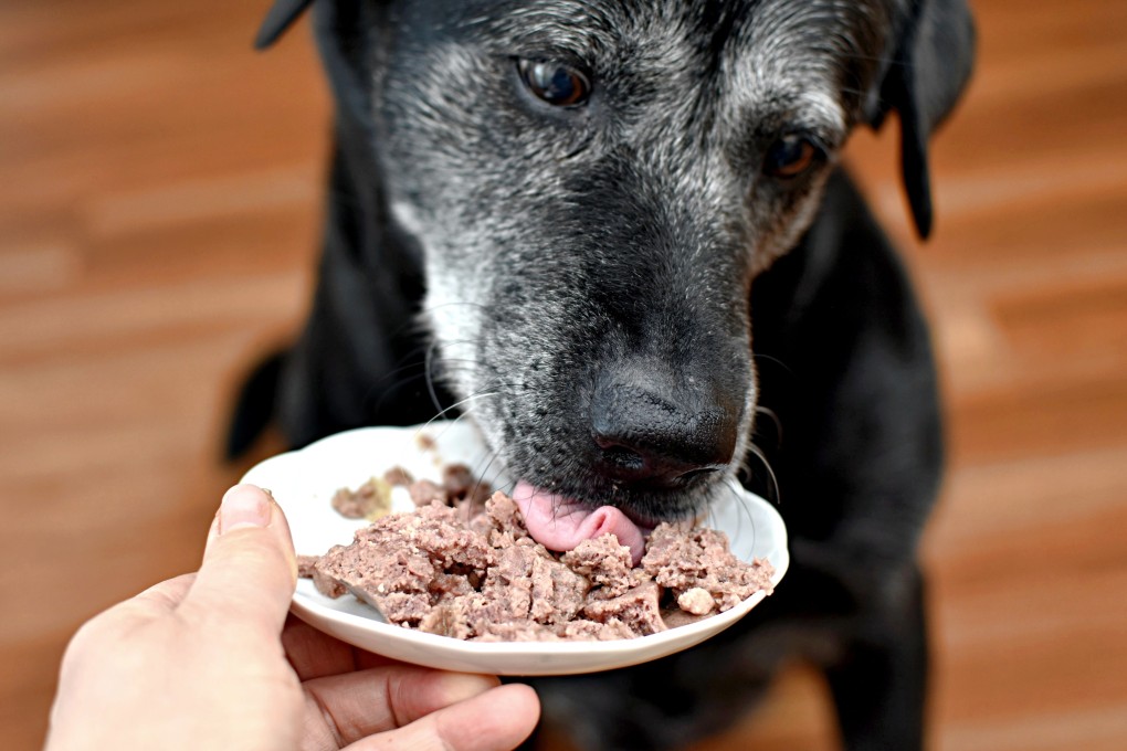 What Do Dogs Need Nutritionally: Essential Tips for Healthy Pets