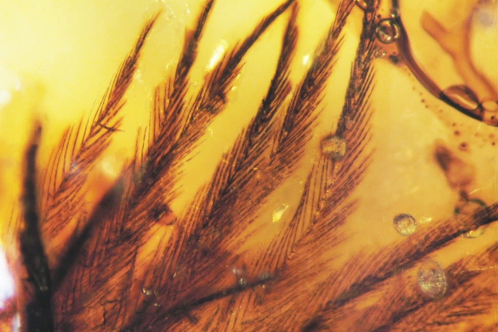 Fossils preserved in amber offer a unique opportunity to study soft structures, as objects stuck in the hardened tree resin remain trapped in time. Photo: AP/Science