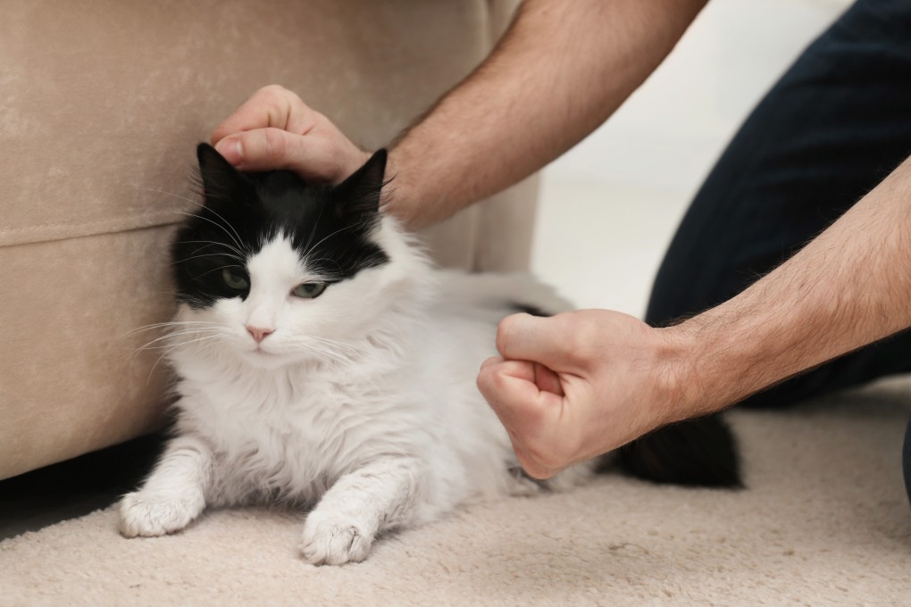 Outrage in Singapore over animal abuse cases has prompted calls for stricter laws. Photo: Shutterstock