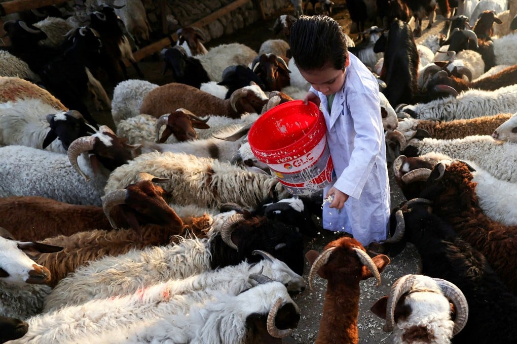 The son of an Egyptian vendor feeds sheep and goats at a cattle market in Cairo, Egypt on June 3. Eid ul-Adha commemorates the profound faith of the prophet Ibrahim, who was willing to sacrifice his son in submission to God’s will. Photo: Reuters