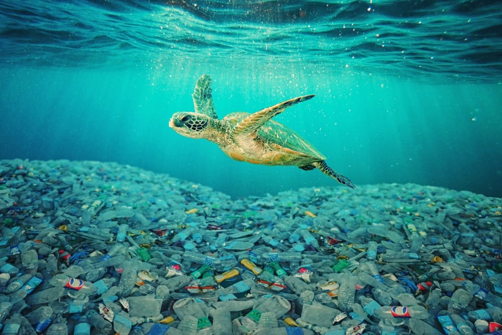 A sea turtle swims in an ocean invaded by plastic bottles. Photo: Shutterstock