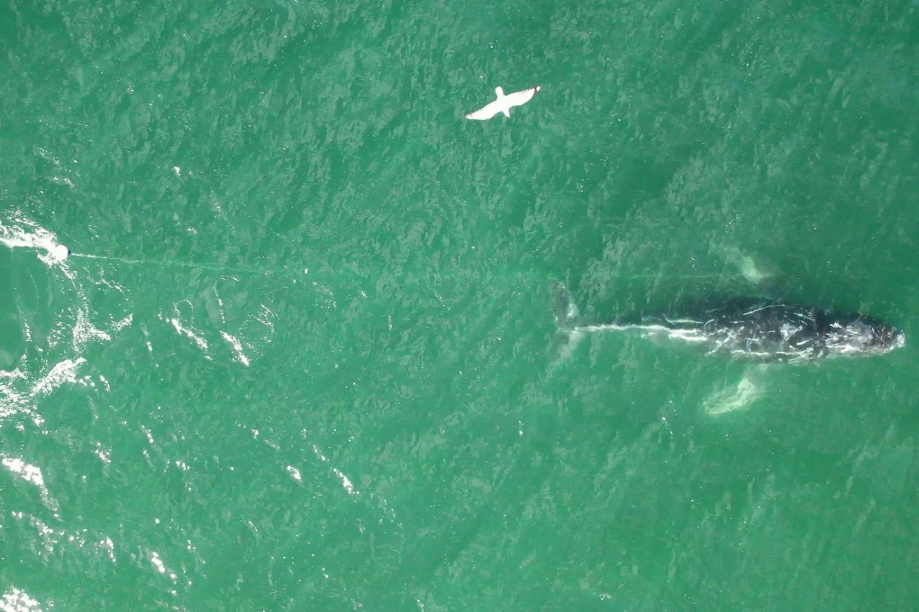 A distressed humpback whale is seen tangled in a rope swimming south of Sydney Harbour. Photo/Clay Sweetman/ORRCA/AFP