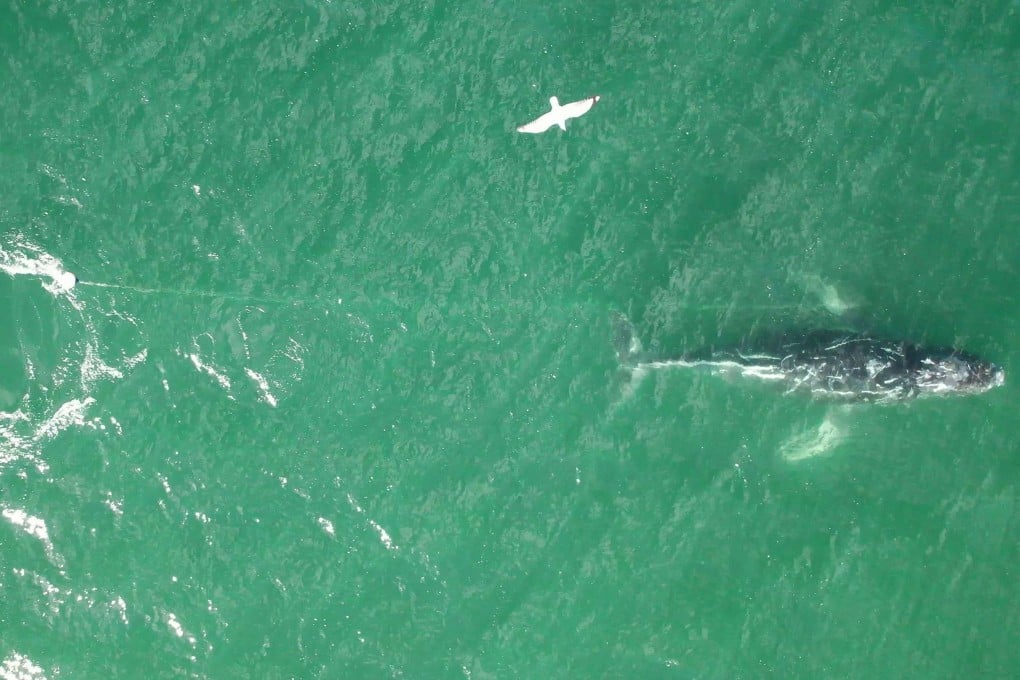 A distressed humpback whale is seen tangled in a rope swimming south of Sydney Harbour. Photo/Clay Sweetman/ORRCA/AFP