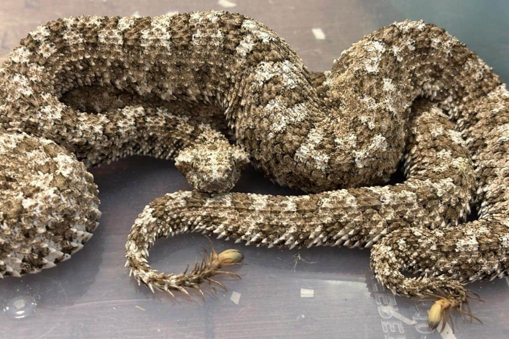An Indian national who flew into Mumbai from Thailand on June 1 had three spider-tailed horned vipers stowed away in luggage. Photo: X / MumbaiCus3