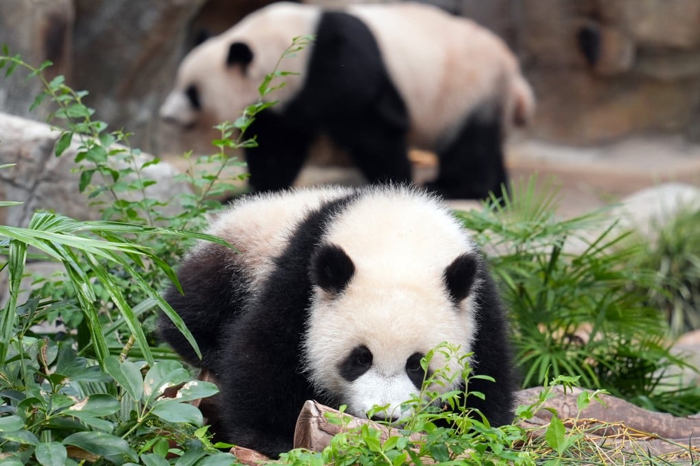 A minister has said the debut of the park’s new pandas has been “well received by both locals and visitors”. Photo: Eugene Lee