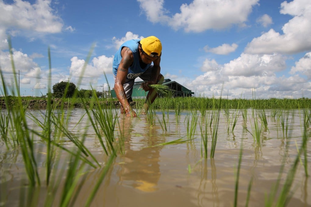 A farmer plants rice in a paddy field in Pulilan, Bulacan province, in the Philippines. Photo: AFP